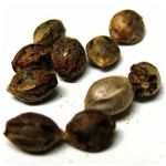 Семена марихуаны АК-47  (Seeds AK-47) в Ишиме